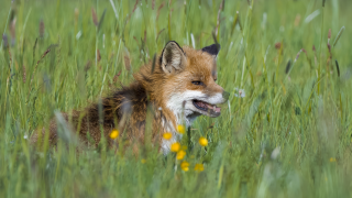 Fuchs in Jütchendorf