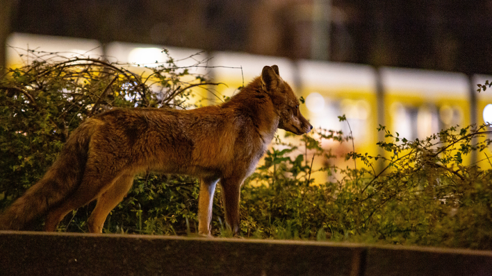 Berlin: Ein Fuchs am Alexanderplatz © IMAGO / A. Friedrichs