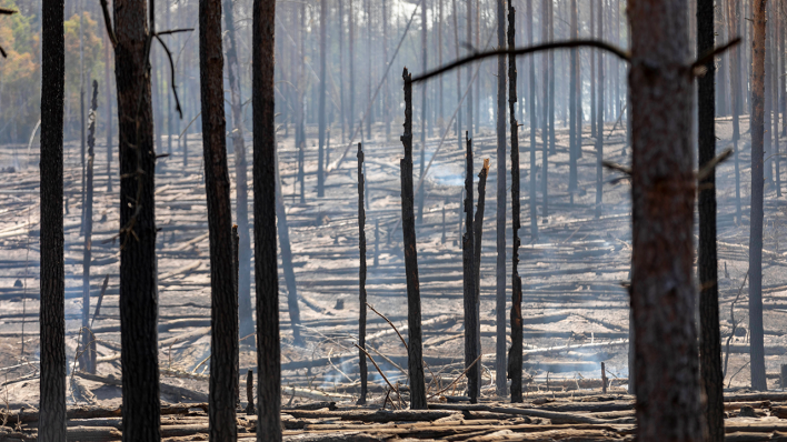 Brandenburg: Waldbrandgebiet in Jüterbog © IMAGO / A. Friedrichs