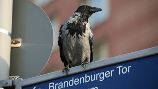 Eine Nebenkrähe auf einem Wegweiser in Berlin © imago/Raimund Müller