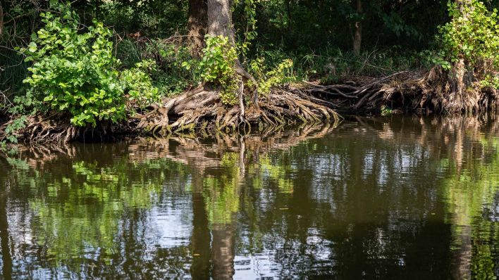 Symbolbild:Uferbereich mit Baumwurzeln in Brandenburg.(Quelle:picture alliance/J.Schwenkenbecher)