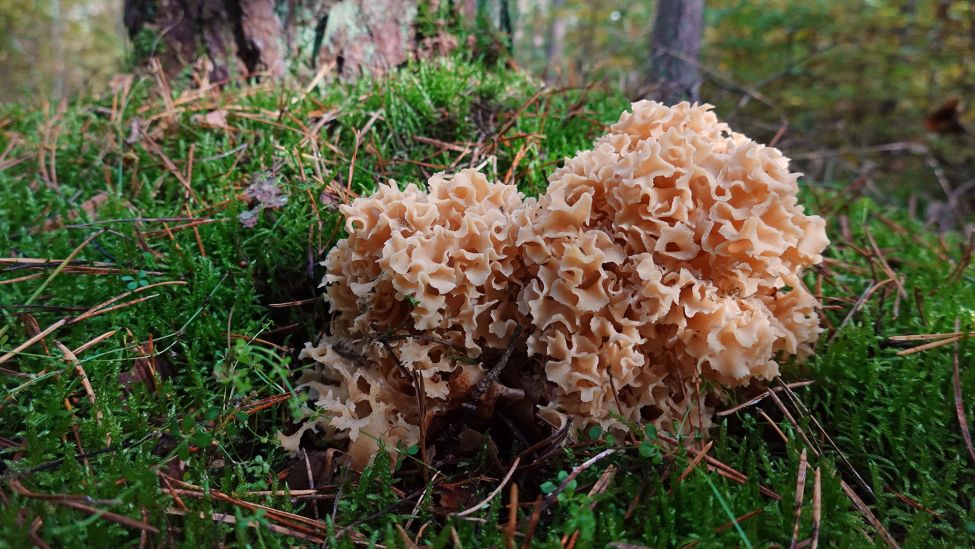 Krause Glucke wächst am 14.10.2022 in Brandenburg auf dem Waldboden. (Quelle: dpa/Caro/Sorge)