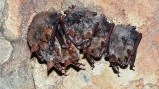 Symbolbild: Mehrere Fledermäuse der Art Großes Mausohr (Myotis myotis) hängen am 13.01.2017 im Kellergewölbe der alten Brauerei in Frankfurt (Oder) (Brandenburg). (Quelle: dpa-Zentralbild/Patrick Pleul)