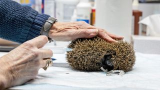 In der Igelstation Berlin-Hermsdorf kümmert sich am 09.12.2021 eine Ehrenamtliche um die Versorgung kranker und verletzter Tiere. (Quelle: dpa-Zentralbild/Ingolf König-Jablonski)