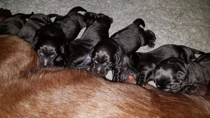 Labradorwelpen in der Hundeschule Mügggelheim.(Quelle:rbb/Christina Rubarth)