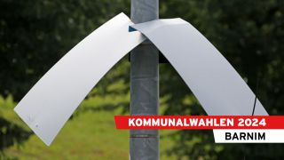 Zerschnittene Wahlplakate Brandenburg.(Quelle: dpa)