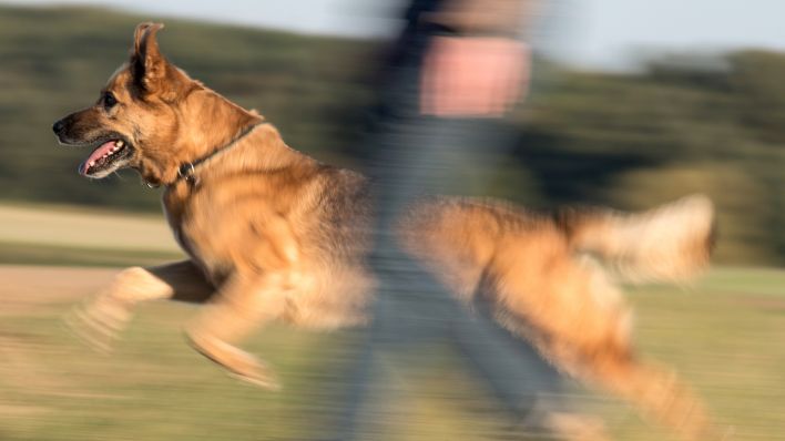 Ein Schäferhund-Mischling, Archivbild (Quelle: DPA/Boris Roessler)