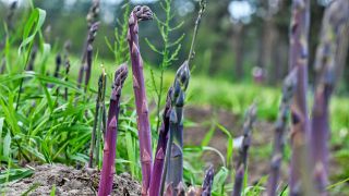 29.04.2024, Brandenburg, Beelitz: Purpurspargel wächst auf einem Spargelfeld der Jakobs-Höfe.(Quelle: dpa/Jens Kalaene)