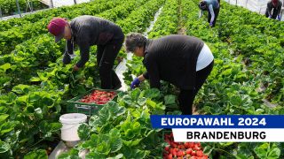 Symbolbild: Erntehelferinnen aus Rumänien ernten am 12.05.2022 während des offiziellen Starts der Brandenburger Erdbeersaison Erdbeeren. (Quelle: dpa/Soeren Stache)