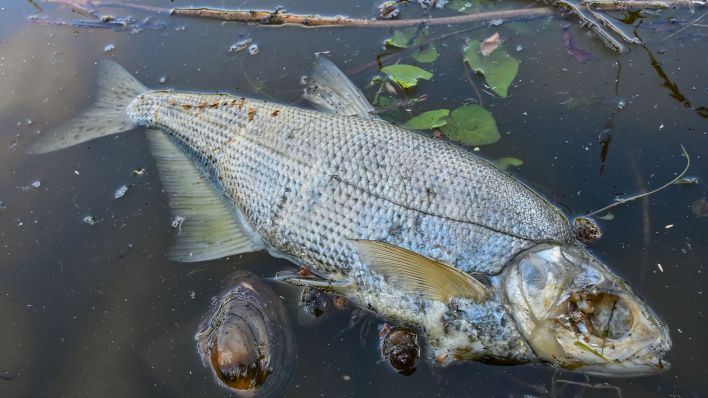 Ein toter Fisch und eine tote Muschel treiben an der Wasseroberfläche im Winterhafen einem Nebenarm des deutsch-polnischen Grenzflusses Oder. (Quelle: dpa/Patrick Pleul)