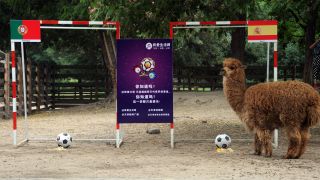 Ein Alpaka als Fußball-Orakel (imago images)