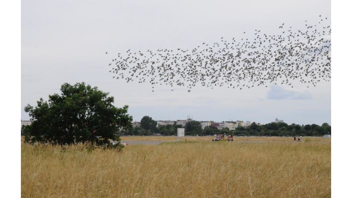 Renate von Mangoldt, Auf dem Tempelhofer Feld, August 2021, (Quelle:© Renate von Mangoldt)