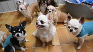 Gerettete Chihuahua Hunde in einem Tierheim (Quelle: dpa/Bernd Weißbrod)