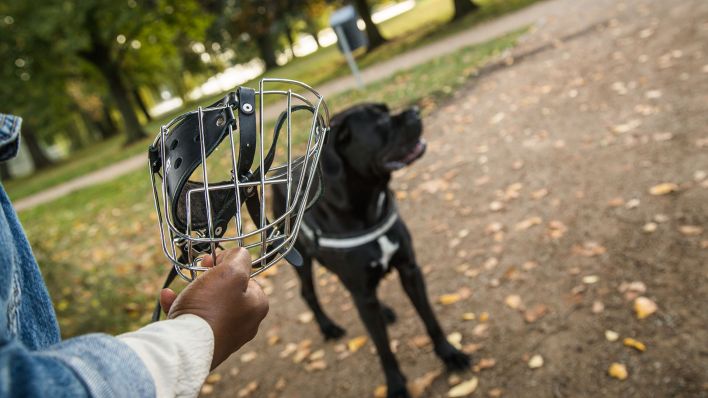 Ein Hund der Rasse Cane Corso Italiano in einem Park (Quelle: dpa/Christin Klose)