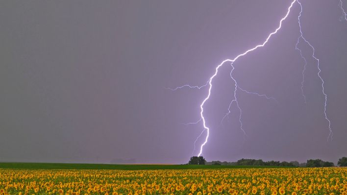 ARCHIV - 30.06.2024, Brandenburg, Petersdorf: Ein Blitz leuchtet am frühen Morgen über der Landschaft mit einem blühenden Sonnenblumenfeld im Osten von Brandenburg. (Quelle: dpa/Patrick Pleul)