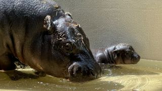 Das neugebohrene Pflusspferd im Berliner Zoo. (Quelle: dpa/Bildfunk)