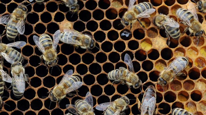 Symbolbild:Eine Brutwabe aus der bald Bienen schlüpfen sind am 10.05.2011 im Garten des Institutes für Bienenkunde in Celle zusammen mit der Bienenkönigin zu sehen. (Quelle: dpa-Bildfunk/Caroline Seidel)