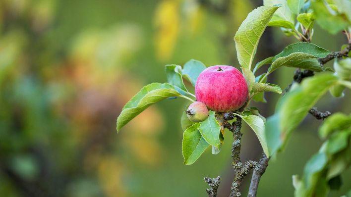 Symbolbild: Roter Apfel (Malus domestica) hängt reif am Baum, Brandenburg, Deutschland. (Quelle: dpa/Martin Grimm)