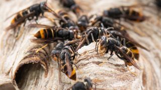 Asiatische Hornissen sitzen auf ihrem Nest. (Quelle: dpa/Boris Roessler)