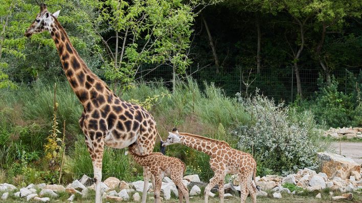 Die beiden jüngsten Familienmitglieder der Giraffenherde, Emily (M) und Berti (r), haben am 22.08.2024 im Tierpark feierlich ihre Namen erhalten, links Emilys Mutter Katharina. (Quelle: dpa-Bildfunk/Jörg Carstensen)