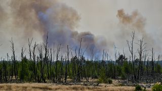 30.08.2024, Brandenburg, Jüterbog: Dichter Qualm steigt über einem Waldbrand auf. (Quelle: dpa/Patrick Pleul)