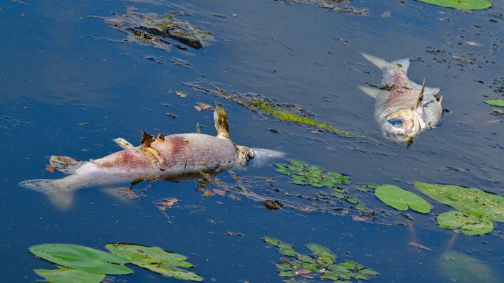 11.06.2024, Brandenburg, Frankfurt (Oder): Zwei große tote Fische von etwa 50 Zentimetern Länge treiben an der Wasseroberfläche im Winterhafen. (Quelle: dpa/Patrick Pleul)