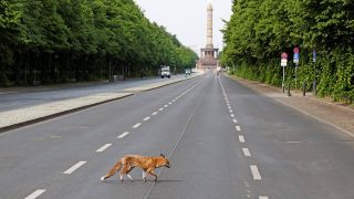 Ein Fuchs laüft über die gesperrte Strasse des 17. Juni am 06.05.2024. (Quelle: IMAGO/M. Popow)