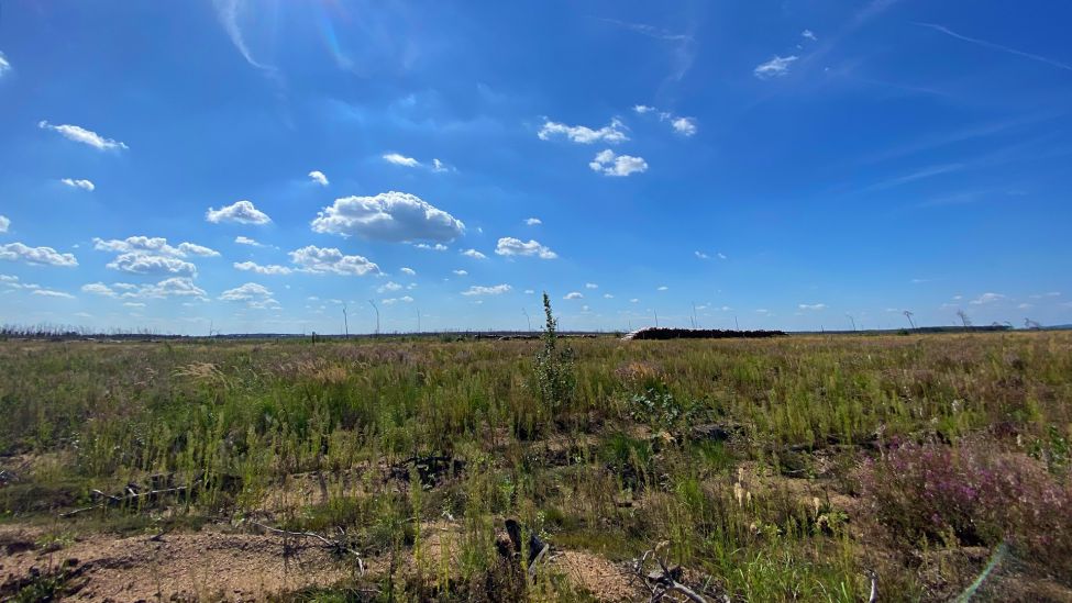 Gohrischheide in Südbrandenburg, Landkreis Elbe-Elster, zwei Jahre nach dem großen Waldbrand, Landschaft. (Quelle: rbb/Rico Herkner)