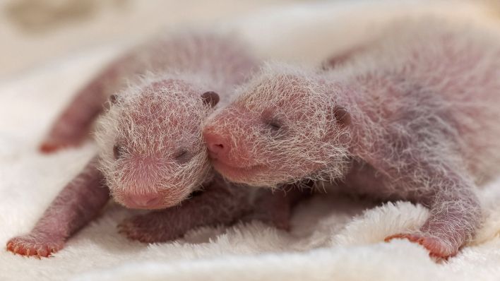 Die beiden Panda-Zwillingsmädchen im Berliner Zoo am 30.8.2024.(Quelle:© 2024 Zoo Berlin