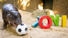 Das Zwergflusspferd beisst in einen Fussball neben einem Buchstabenzug "Toni".(Quelle:© 2024 Zoo Berlin)