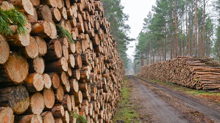 Auf einem Stapel liegen viele gefällte Kiefernstämme in einem Nadelwald nur aus Kiefern. (Quelle: dpa/Patrick Pleul)