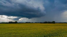 Symbolbild: Dunkle Regenwolken ziehen über ein Feld mit blühenden Sonnenblumen im Landkreis Oder-Spree im östlichen Brandenburg (Luftaufnahme mit einer Drohne). (Quelle: dpa/Pleul)