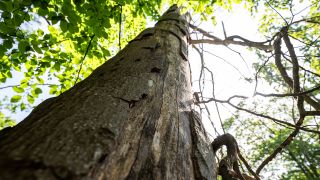 Symbolbild: Eine Buche mit Baumsonnenbrand steht im Park Sanssouci. (Quelle: dpa/Hannes P Albert)