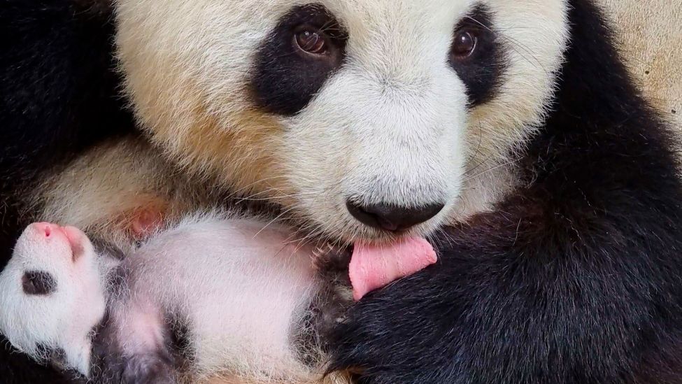 Panda-Weibchen Meng Meng mit ihrem Baby. (Quelle: Zoo Berlin)