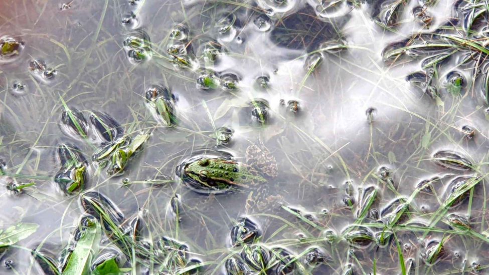 Ein Frosch auf einer überfluteter Wiese in Lebus. (Foto: Schwaß/rbb)