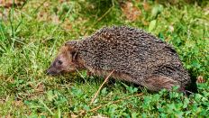 Symbolbild: Abgemagerter Igel im Herbst. (Quelle: dpa/Karin Jähne)