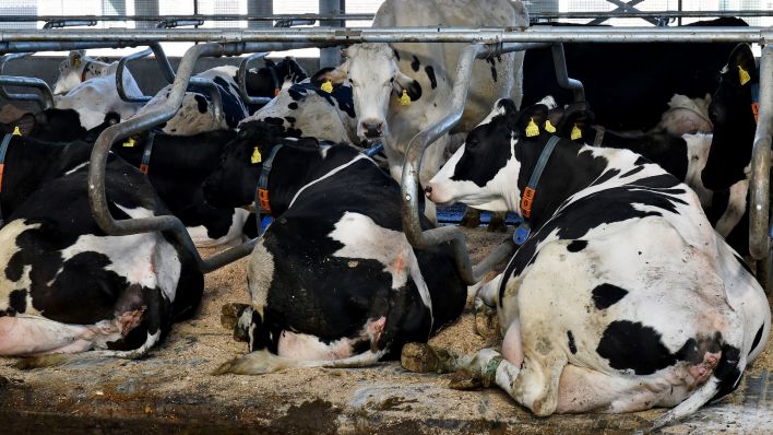 Milchkühe ruhen am 16.03.2016 im Stall in Berge (Brandenburg). (Quelle: dpa/Bernd Settnik)