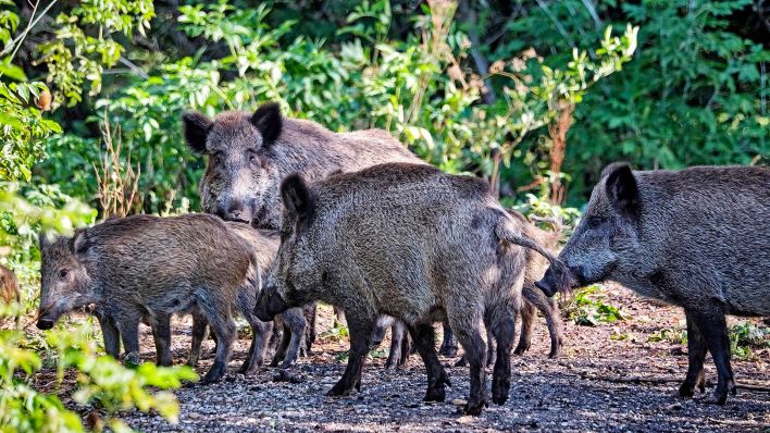 Symbolbild:Eine Wildschweinrotte in einem Park.(Quelle:imago images/STAR MEDIA)