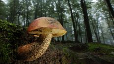 Symbolbild:Ein Pilz (Eichenrotkappe) wächst in einem nebligen Wald.(Quelle:imago images/imageBROKER/G.Abele)