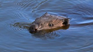 Symbolbild:Ein Biber (Castor fiber) schwimmt im Wasser.(Quelle:picture alliance/dpa/P.Pleul)