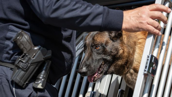 Symbolbild: Ein Zollhund (Belgischer Schäferhund). (Quelle: dpa/Friso Gentsch)