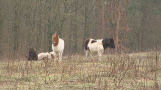 Die vier verbliebenen Ponys auf der Weide