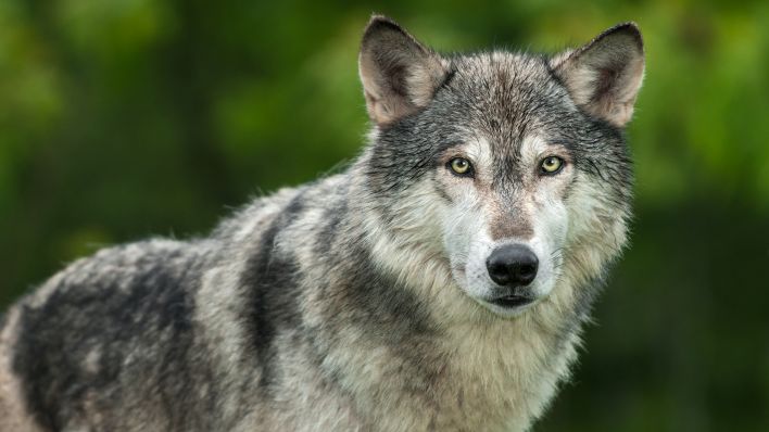 Ein Grauwolf (Canis lupus), aufgenommen am 03.06.2016. (Quelle: Skyfish/Adobe Stock/Holly Kuchera)