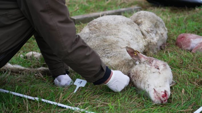 Von Wolf verletztes Schaf (Quelle: rbb)